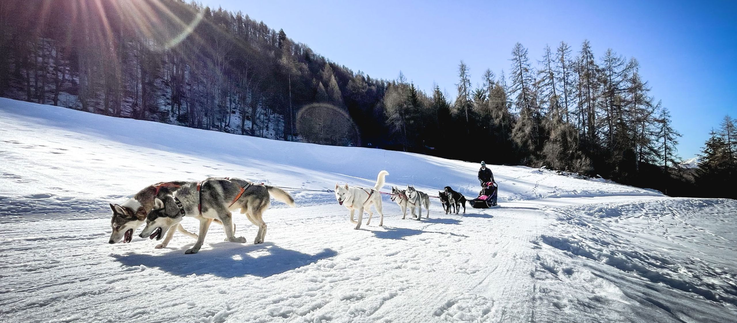 dogsled-5-311f2b85 image dogsled-5-311f2b85 Things To Do In Colorado - Summer & Winter Activities